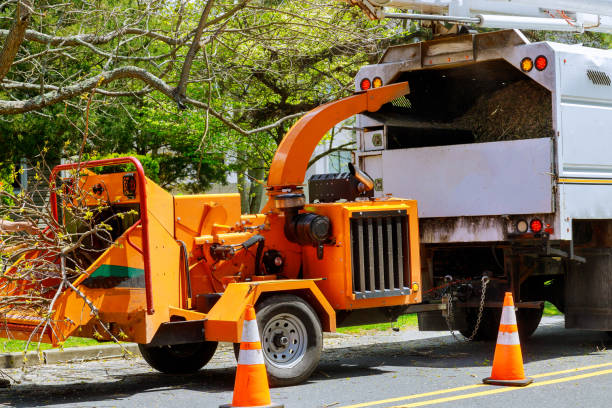 Best Tree Root Removal  in Santa Moni, CA